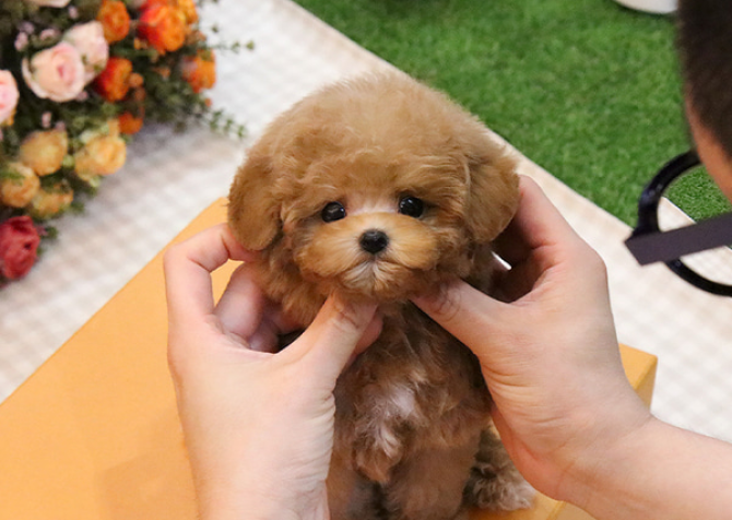 KORE KAN TOY POODLE